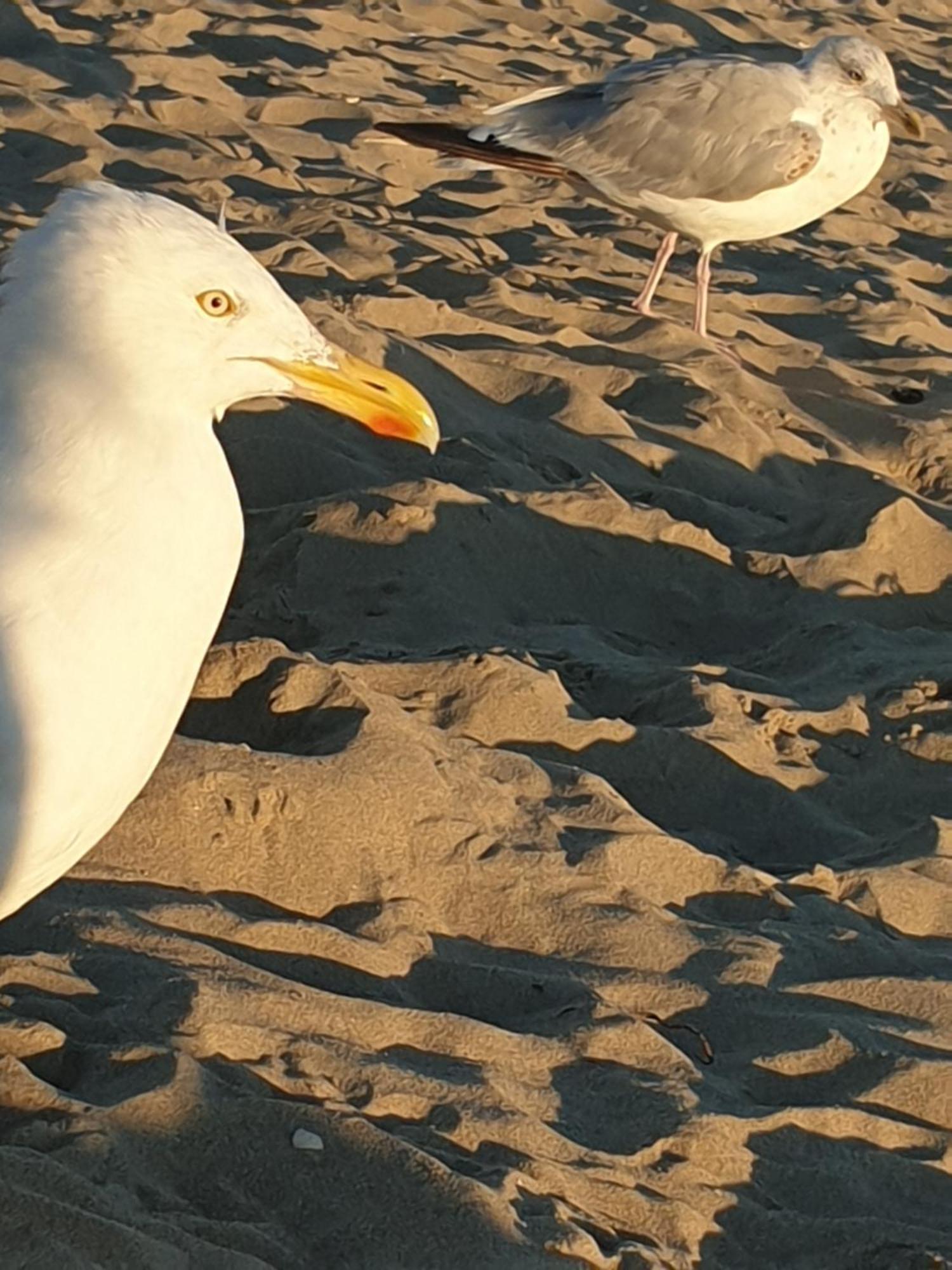 Rembrandts Beach View Zandvoort Ngoại thất bức ảnh